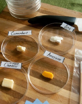 Which Cheese Grows Mold